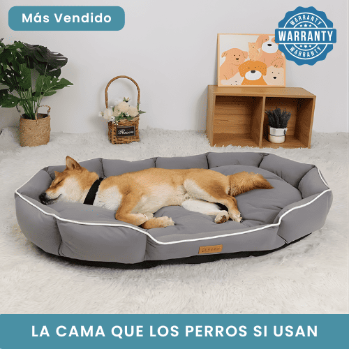 La cama que los perros sí usan (después de que las otras no funcionaron)